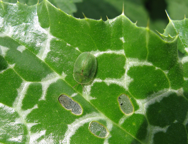 coleottero mimetizzato: Cassida sp.